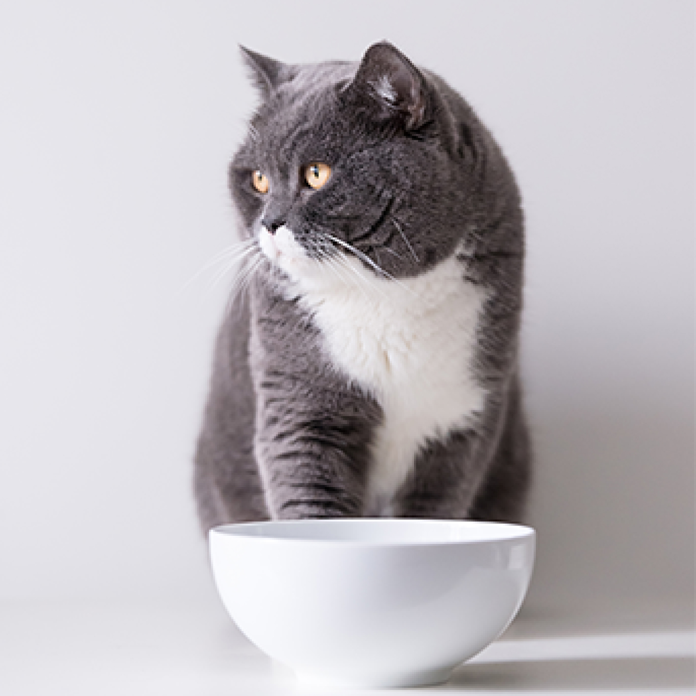 Gato gris con blanco con plato de comida.jpg